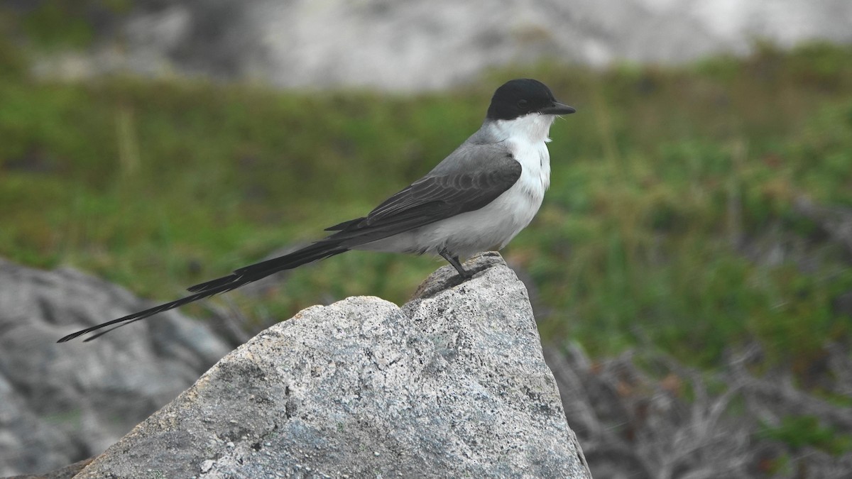 Fork-tailed Flycatcher - ML111876101