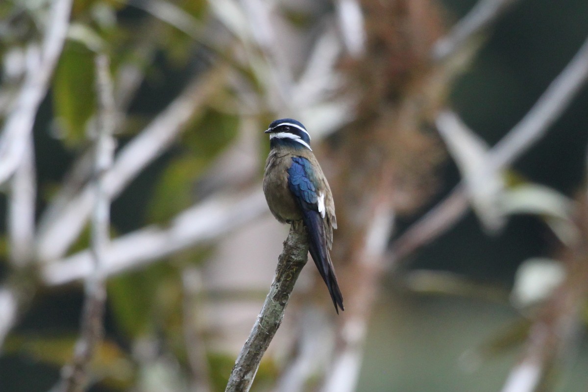 Whiskered Treeswift - John Drummond