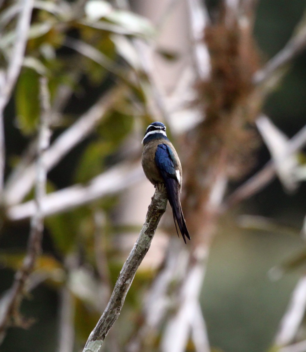 Whiskered Treeswift - John Drummond