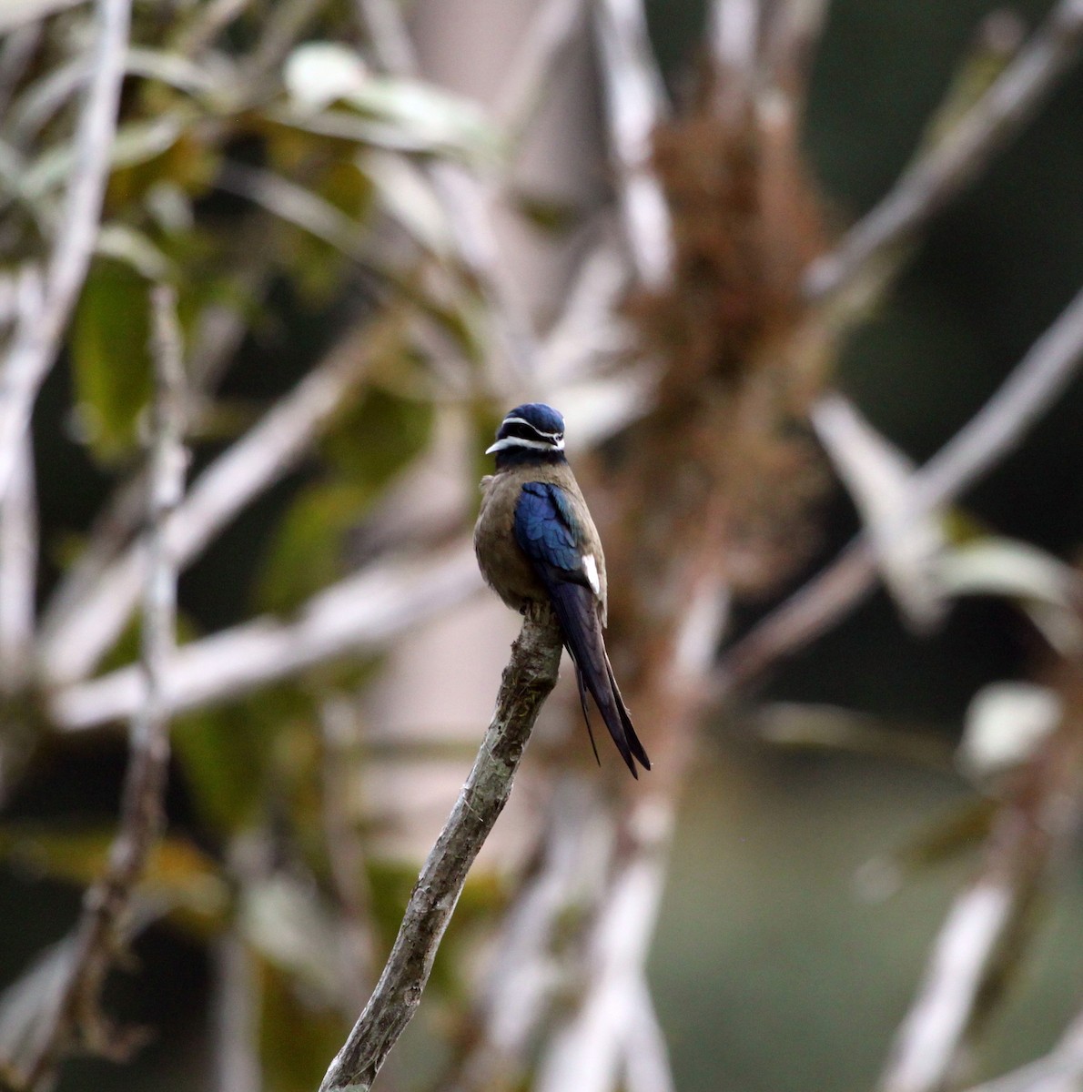 Whiskered Treeswift - John Drummond