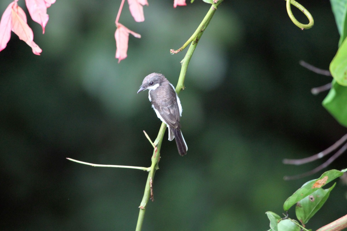 Black-winged Flycatcher-shrike - ML111877311