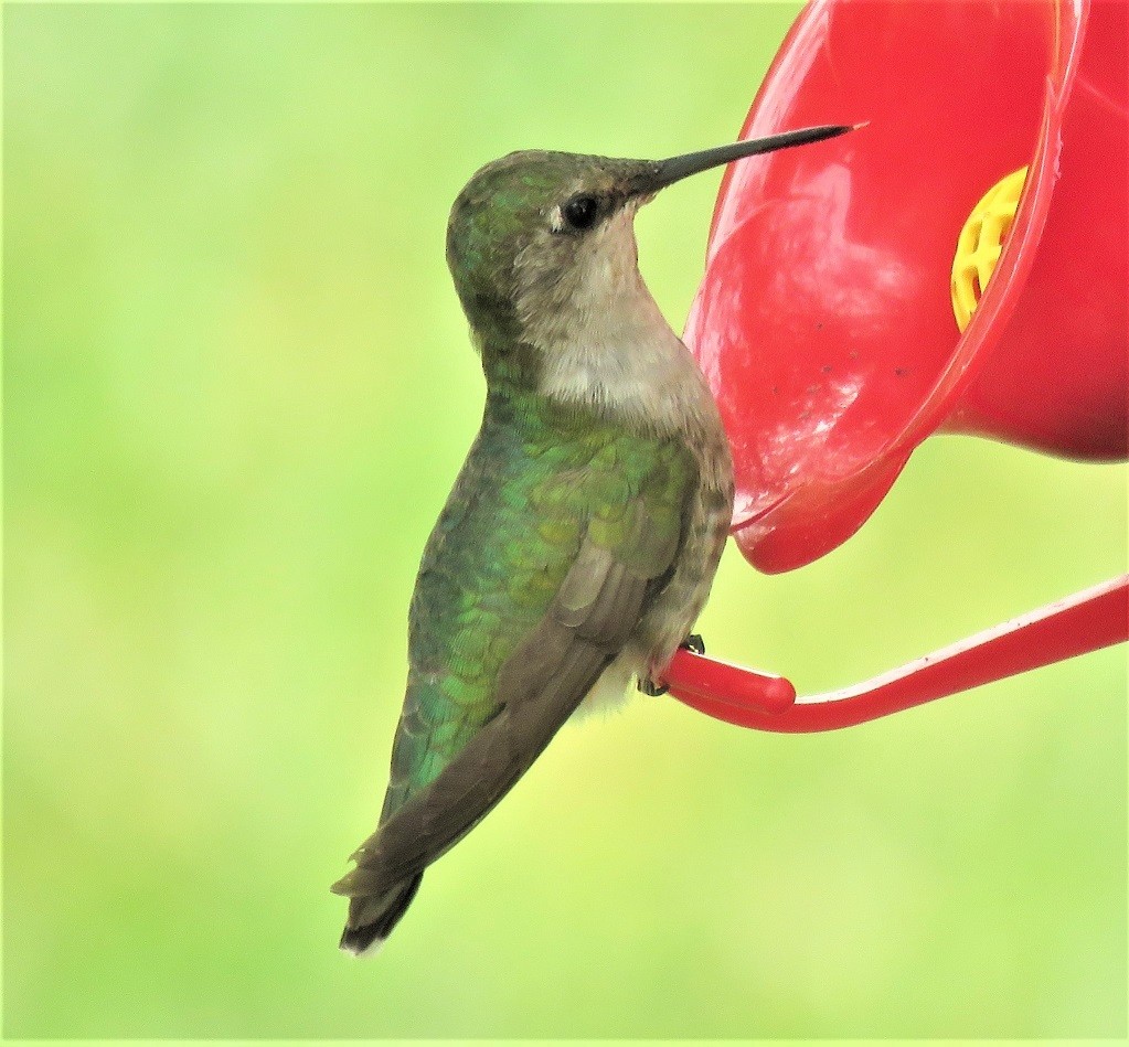 Ruby-throated Hummingbird - Jan Thom