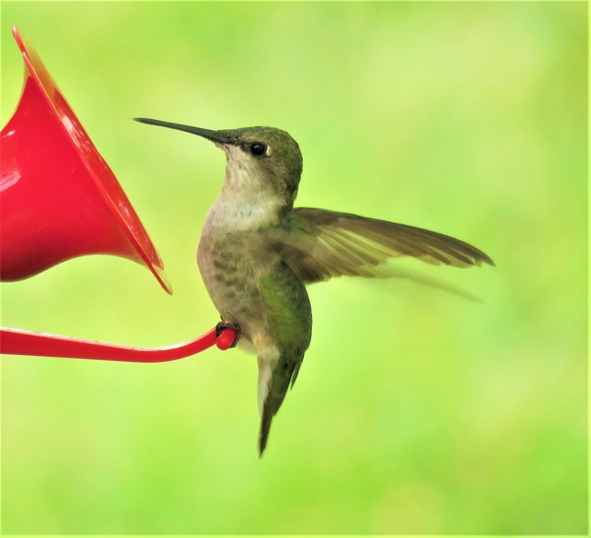 Ruby-throated Hummingbird - Jan Thom