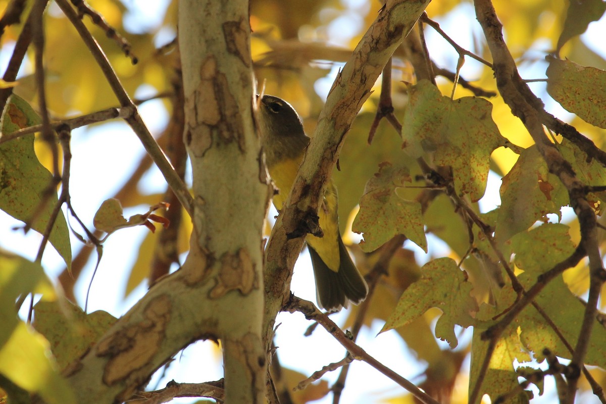 MacGillivray's Warbler - ML111878991