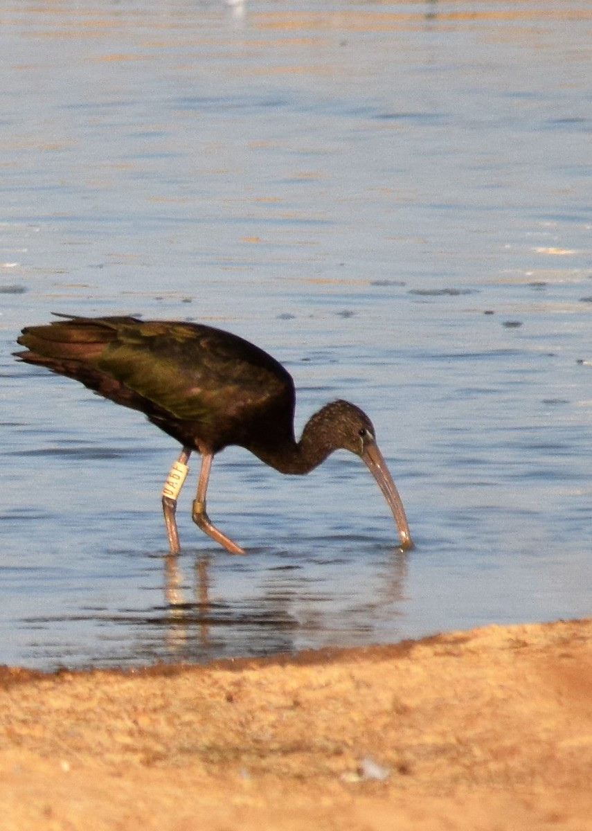 Glossy Ibis - Luís Santos