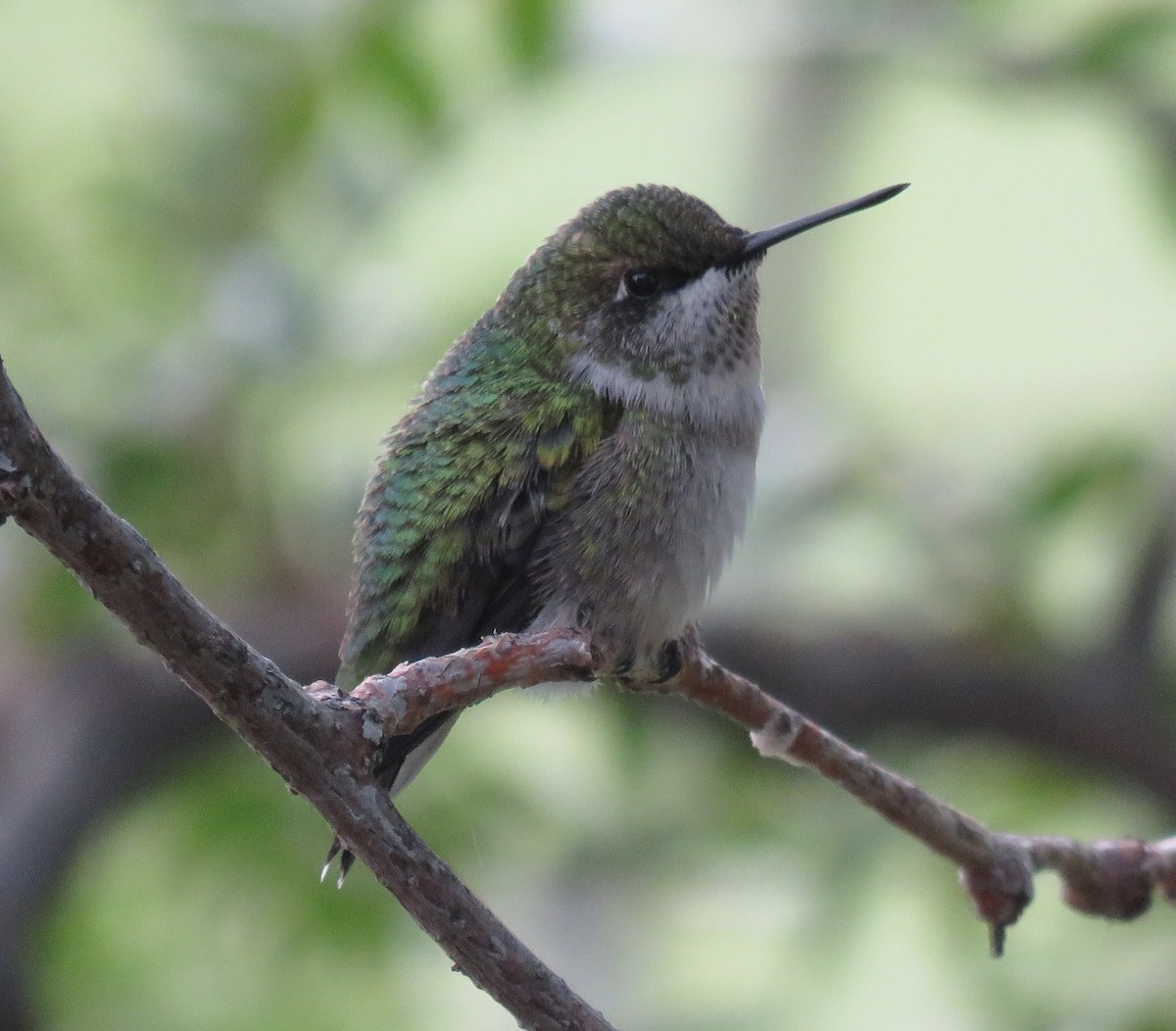 Ruby-throated Hummingbird - ML111880991