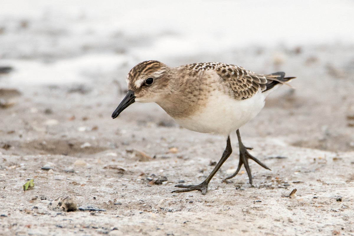 Semipalmated Sandpiper - Sue Barth