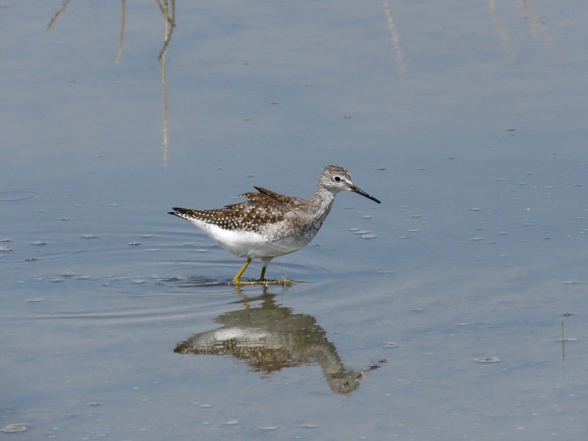 Lesser Yellowlegs - Jane Thompson