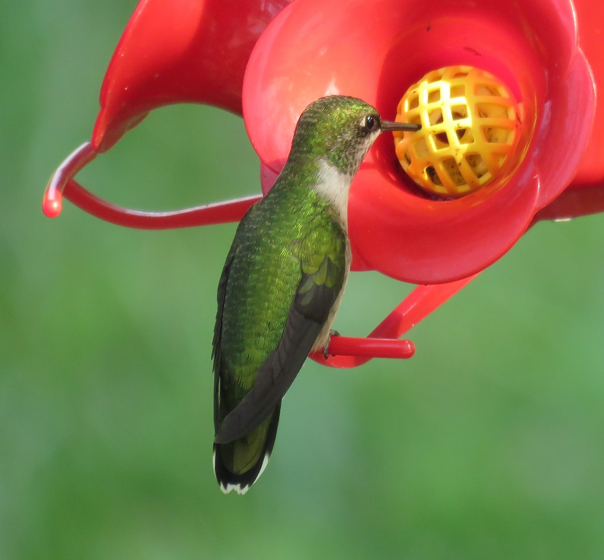 Ruby-throated Hummingbird - Jan Thom