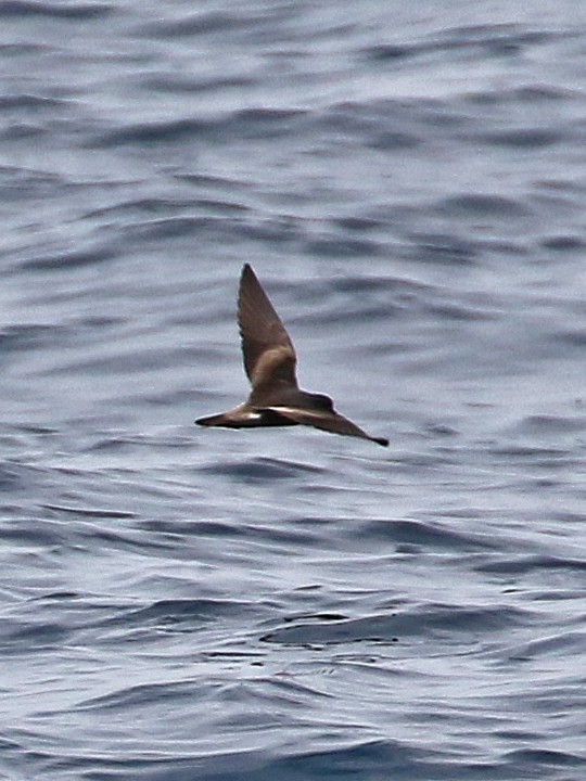 Leach's Storm-Petrel (Leach's) - ML111884641