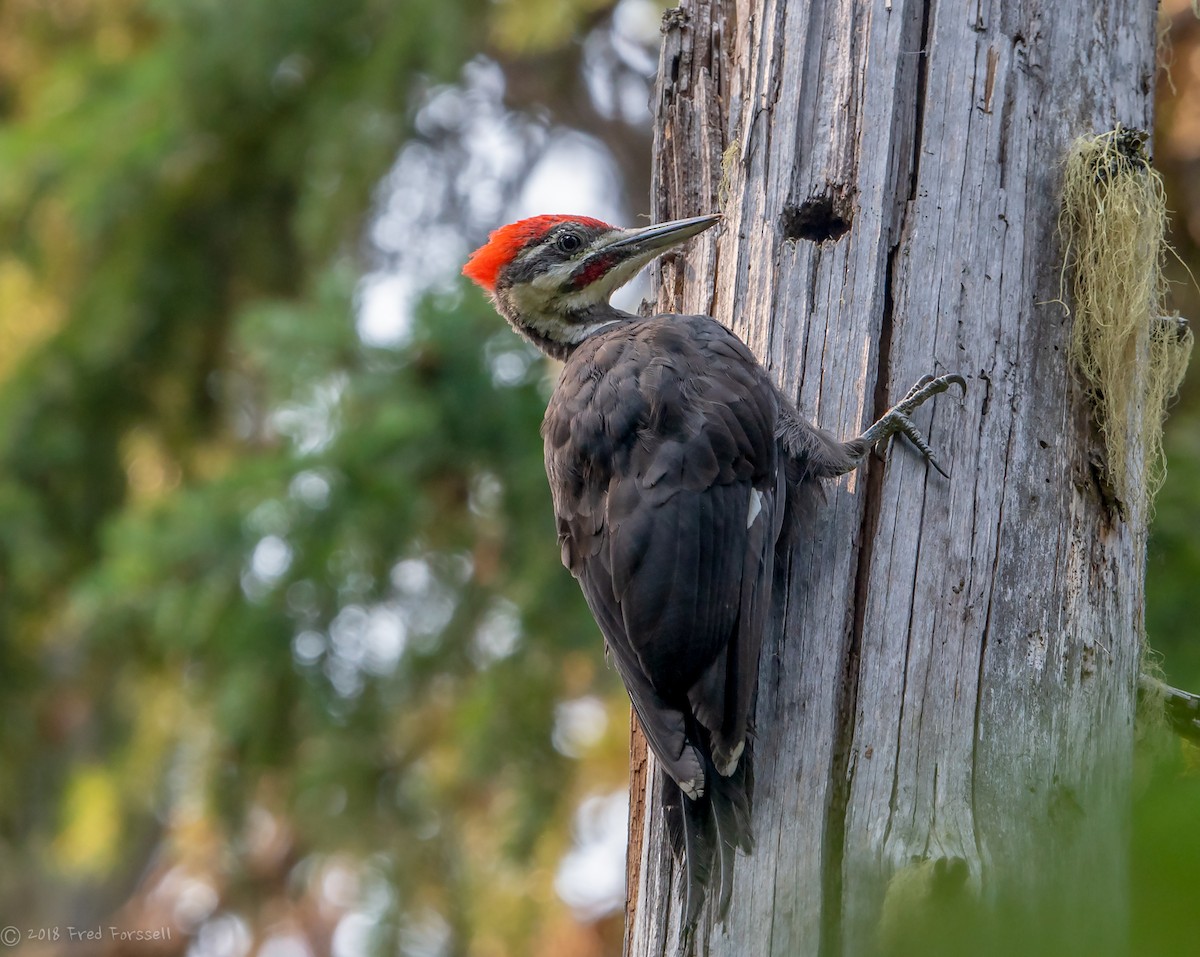 Pileated Woodpecker - ML111884661