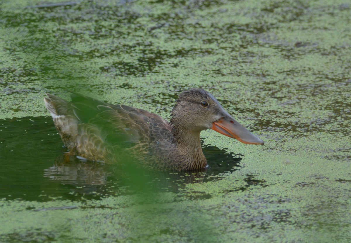 Northern Shoveler - ML111885151