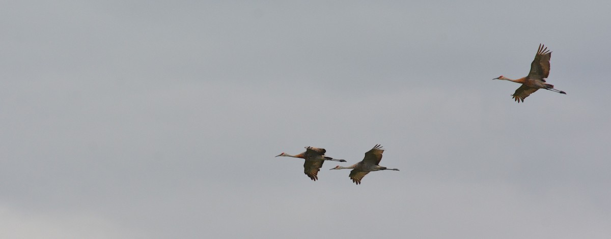 Sandhill Crane - ML111885241