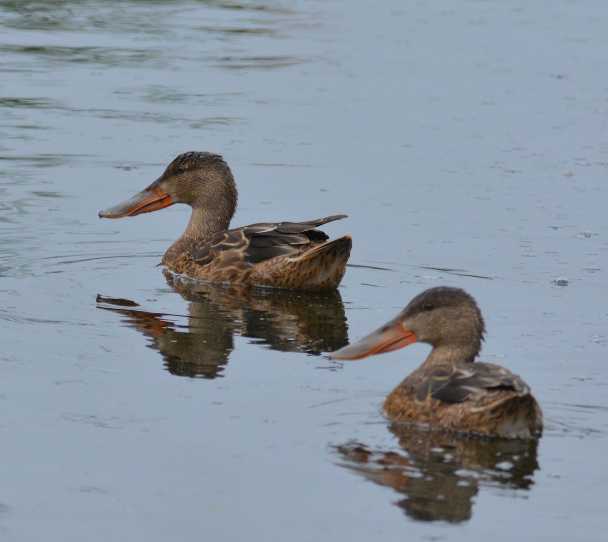 Northern Shoveler - ML111885251