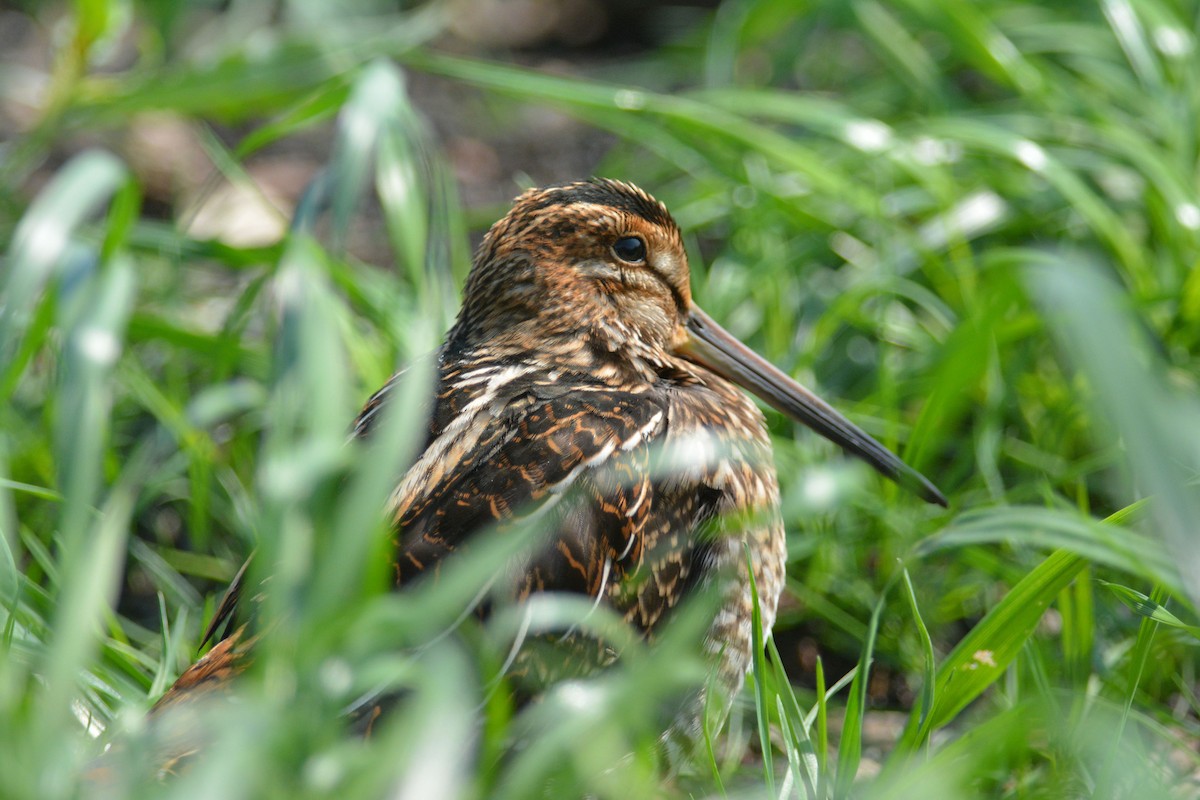 Wilson's Snipe - ML111885611