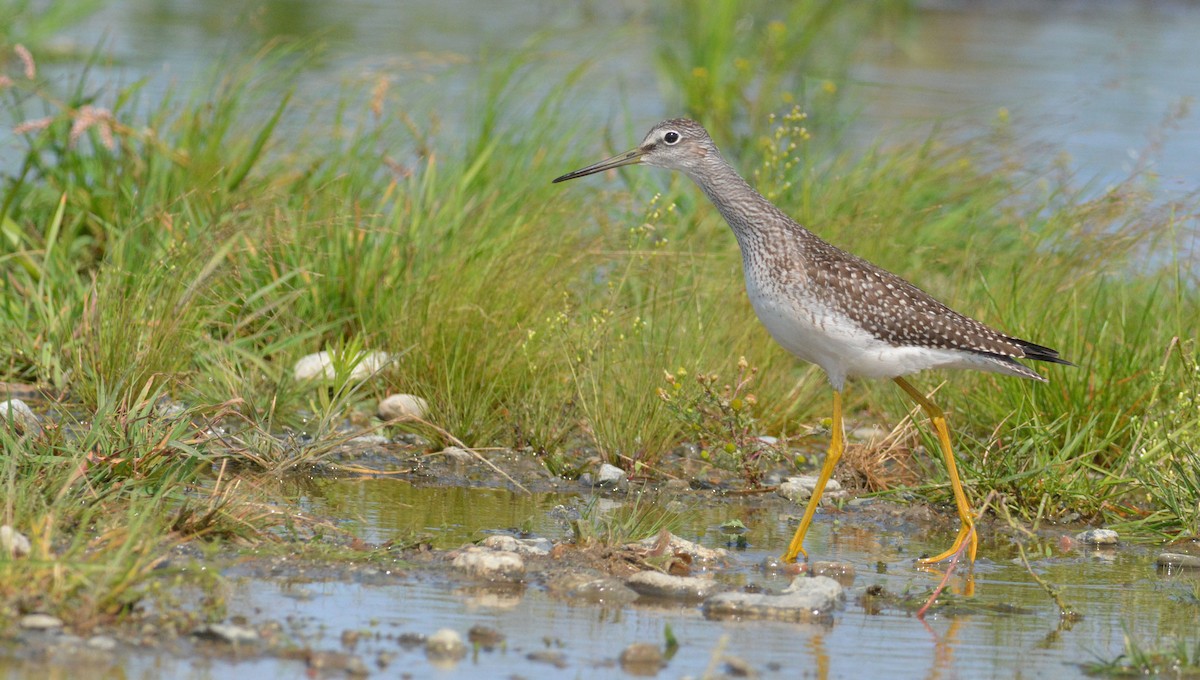 Greater Yellowlegs - François Hamel