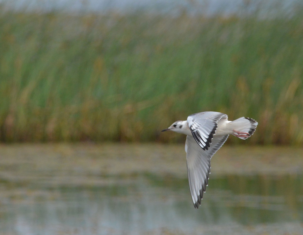 Bonaparte's Gull - ML111885781