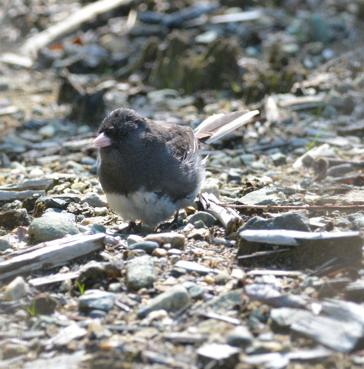 Dark-eyed Junco - ML111886121