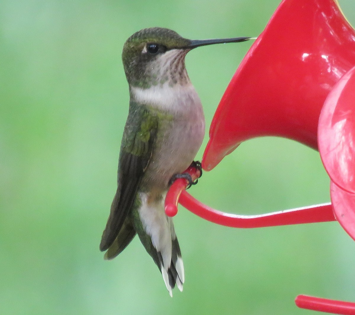 Ruby-throated Hummingbird - Jan Thom