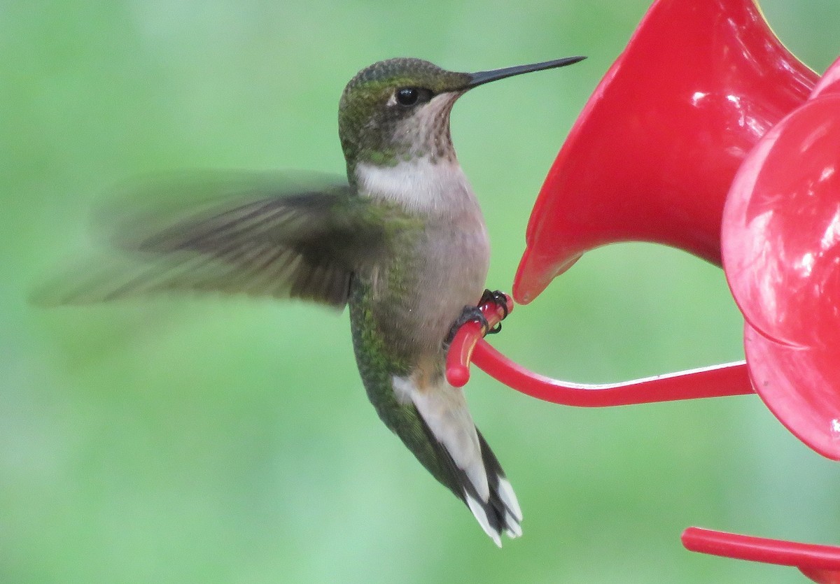 Ruby-throated Hummingbird - Jan Thom