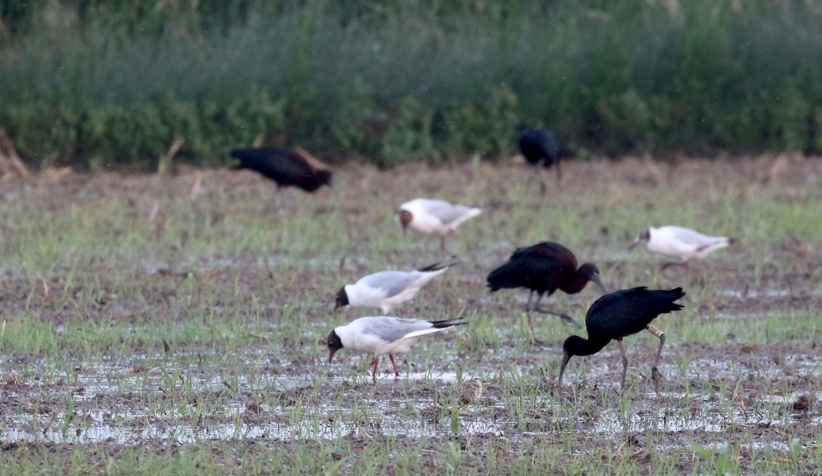 Ibis falcinelle - ML111886711