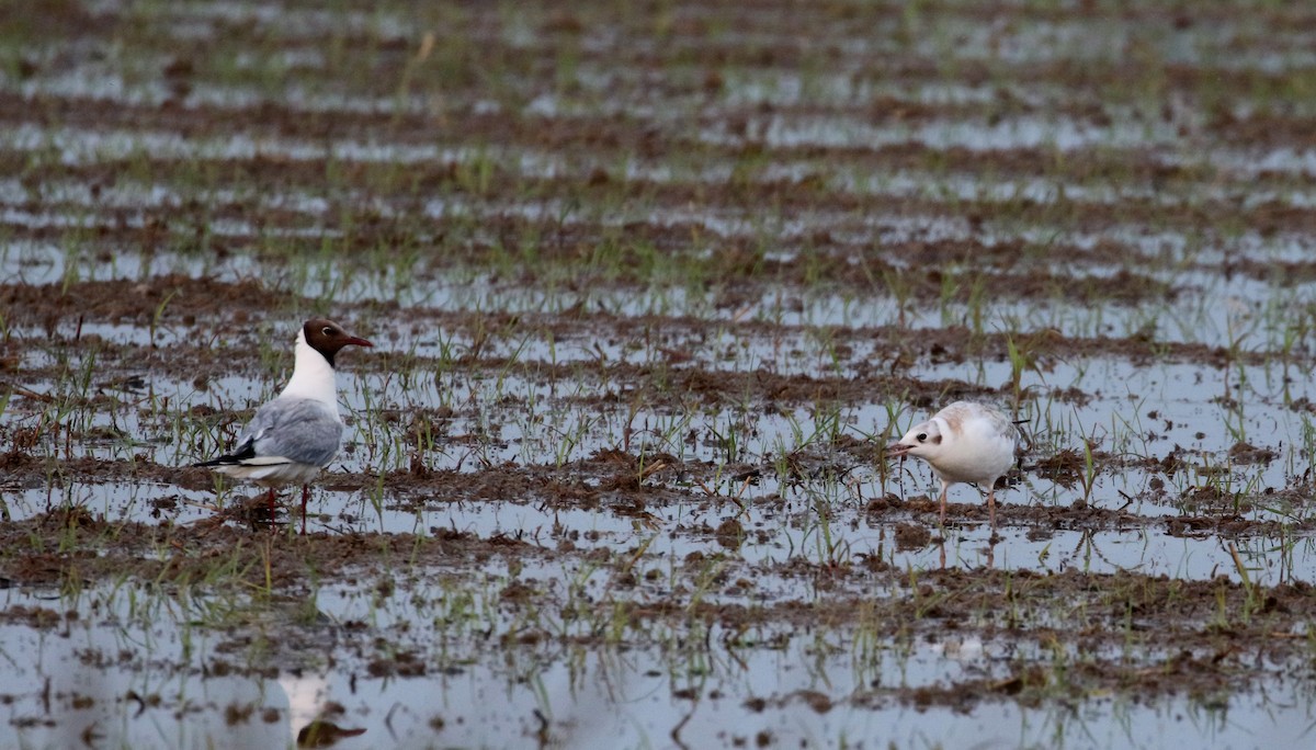 Mouette rieuse - ML111886921