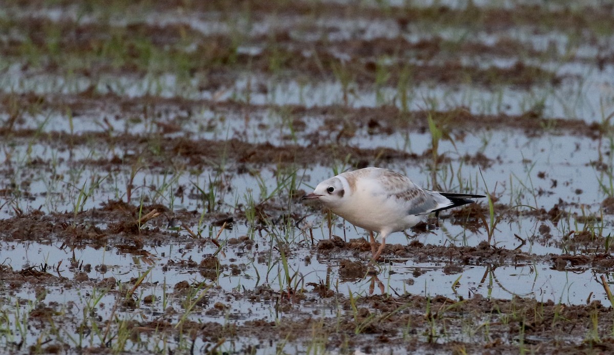 Mouette rieuse - ML111886941