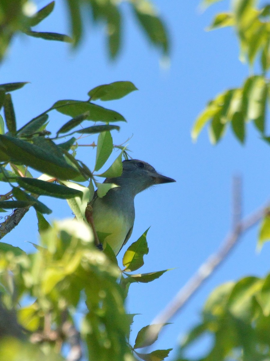 Great Crested Flycatcher - ML111890011