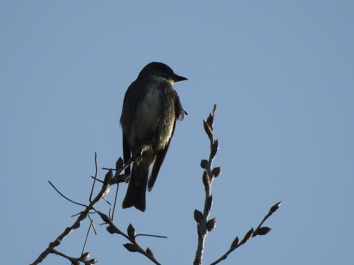 Olive-sided Flycatcher - ML111891111