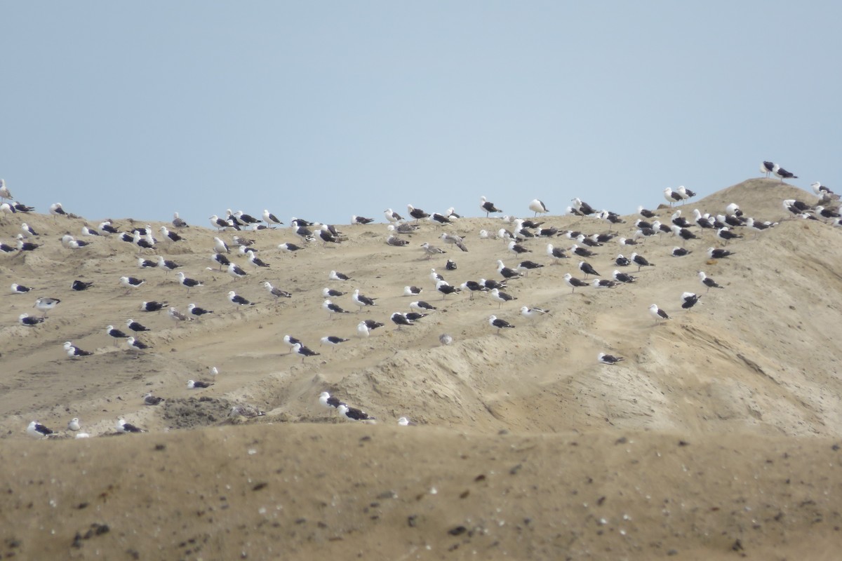 Great Black-backed Gull - Clayton  Koonce