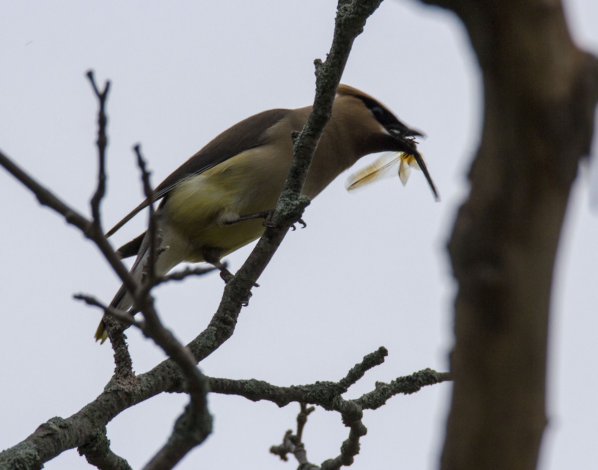 Cedar Waxwing - MELISSA  SOVAY