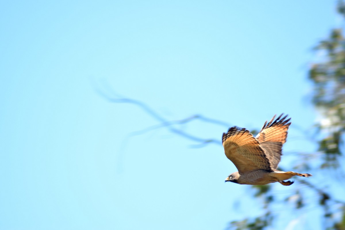 Roadside Hawk - Marcos de Campo