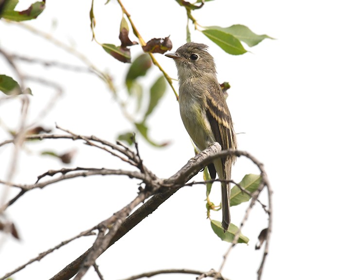 Empidonax sp. - A H H .