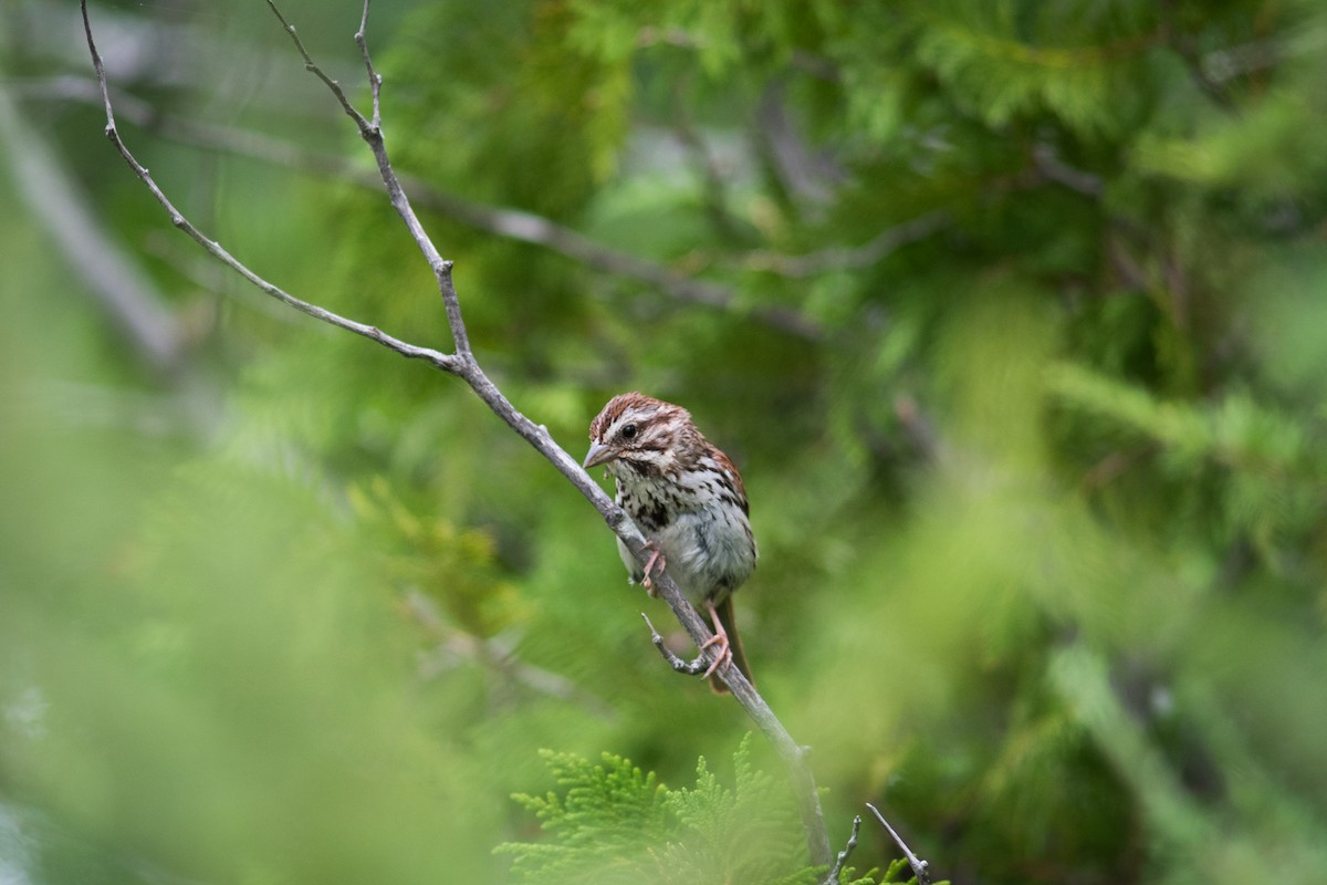 Song Sparrow - ML111894891