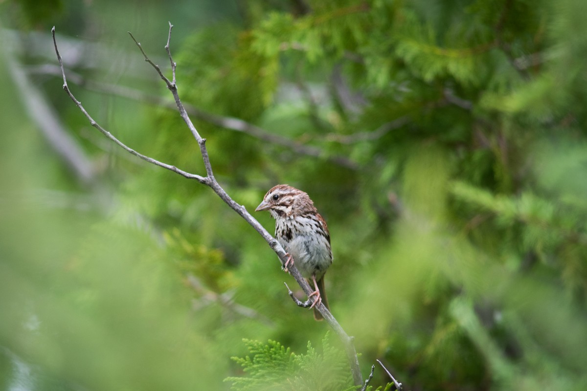 Song Sparrow - ML111894921