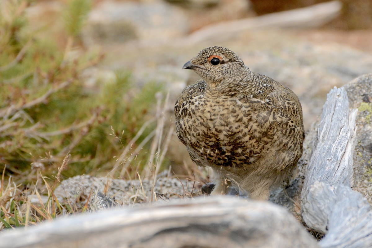 White-tailed Ptarmigan - ML111895511
