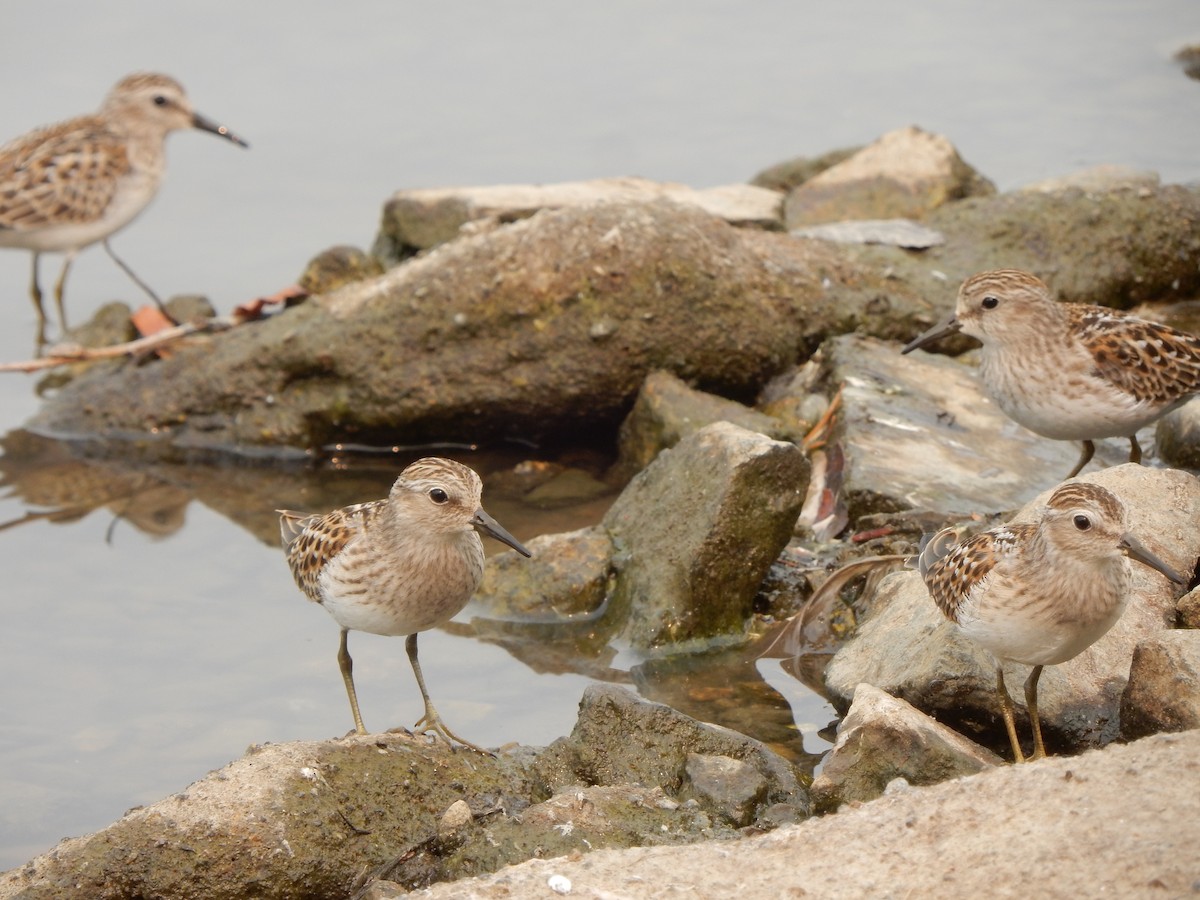 Least Sandpiper - ML111899081