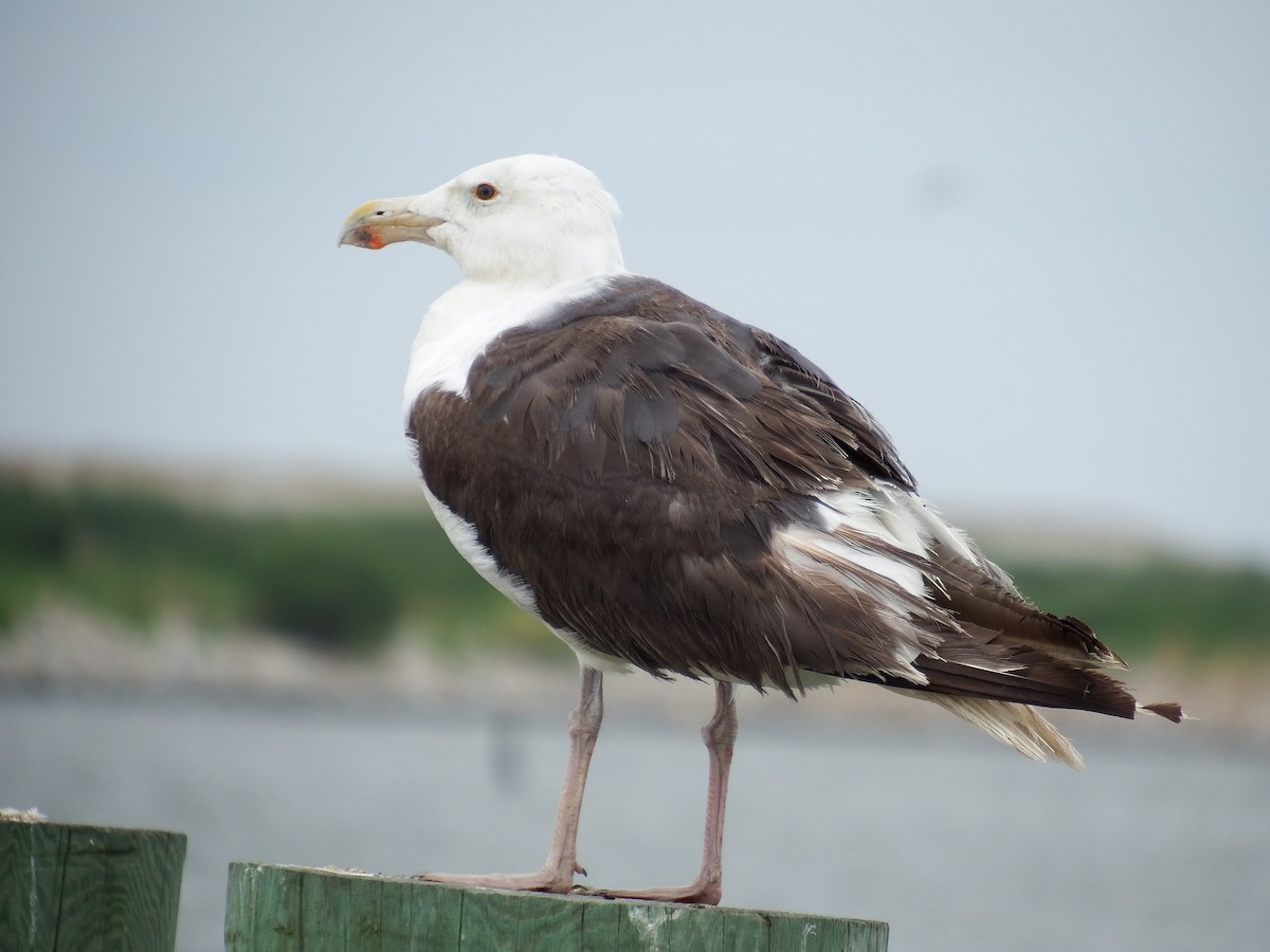 Great Black-backed Gull - ML111900201