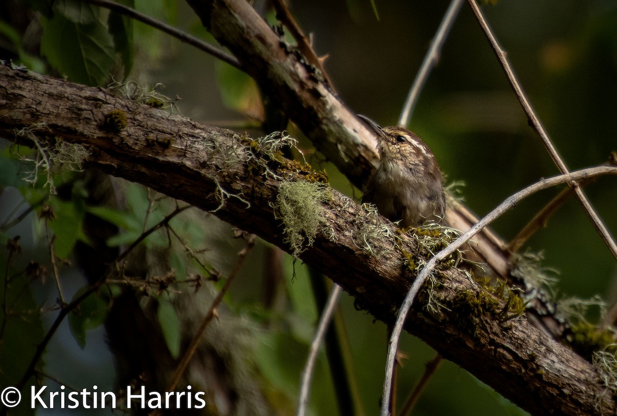 Pacific Wren - Kristin Harris