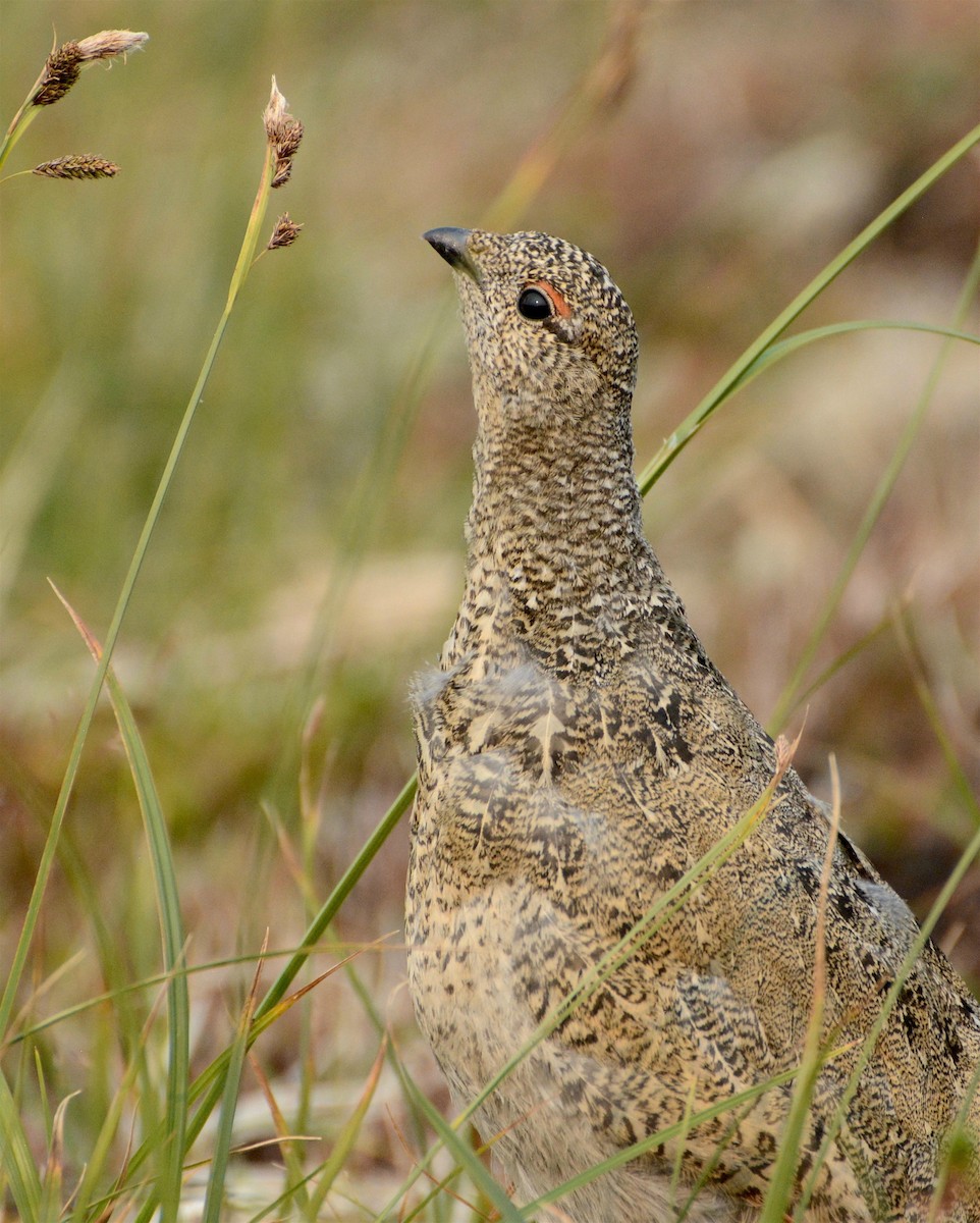 White-tailed Ptarmigan - ML111901701