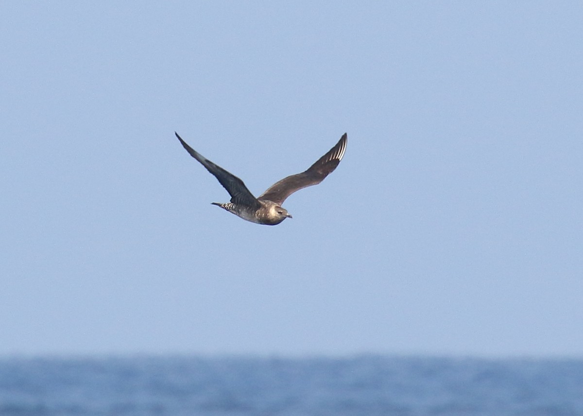 Pomarine Jaeger - ML111901981