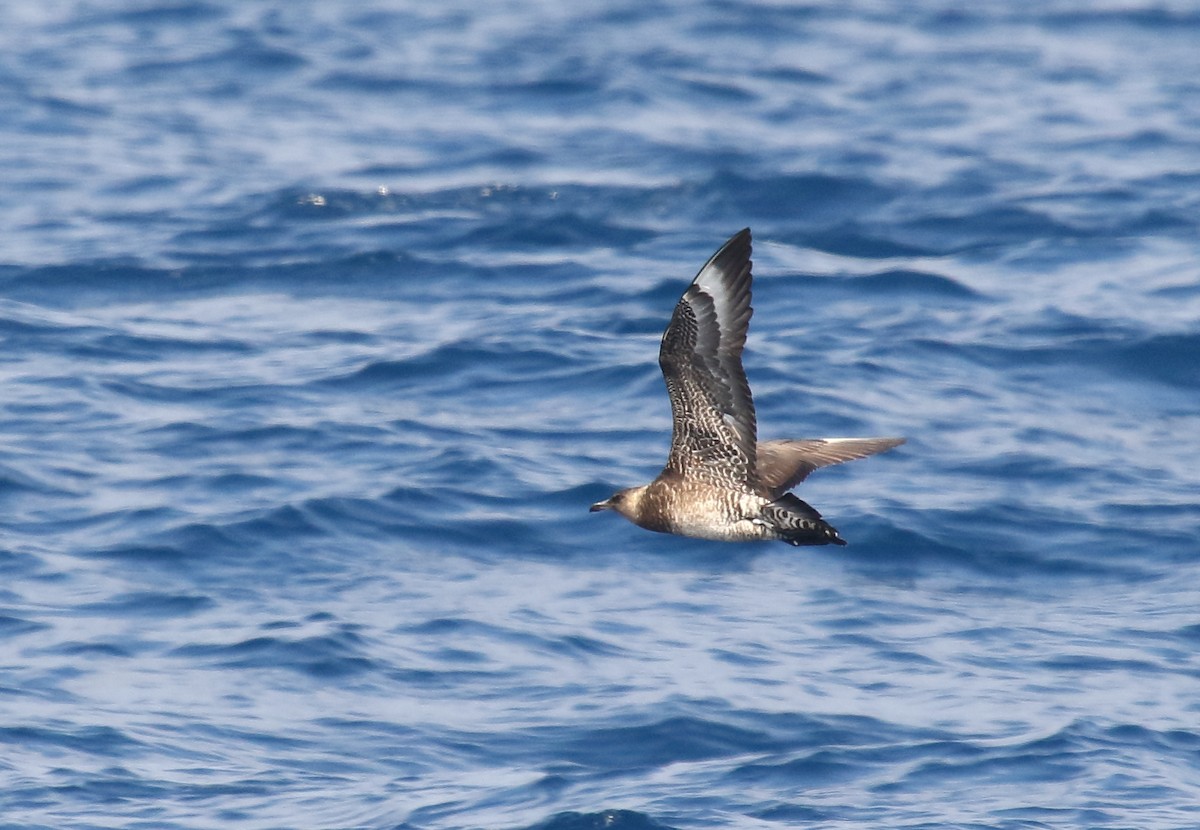 Pomarine Jaeger - Greg Gillson