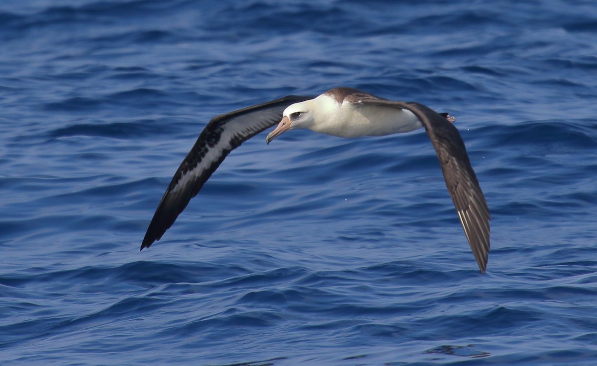 Laysan Albatross - ML111903391