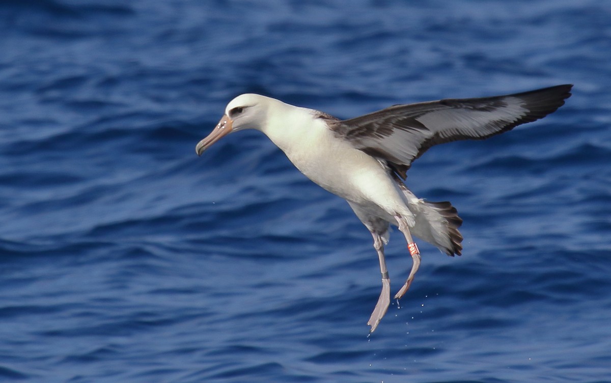 albatros laysanský - ML111903761