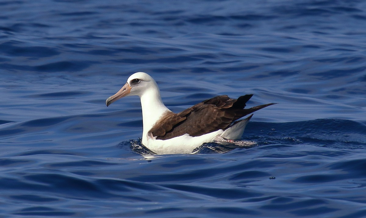 albatros laysanský - ML111903771