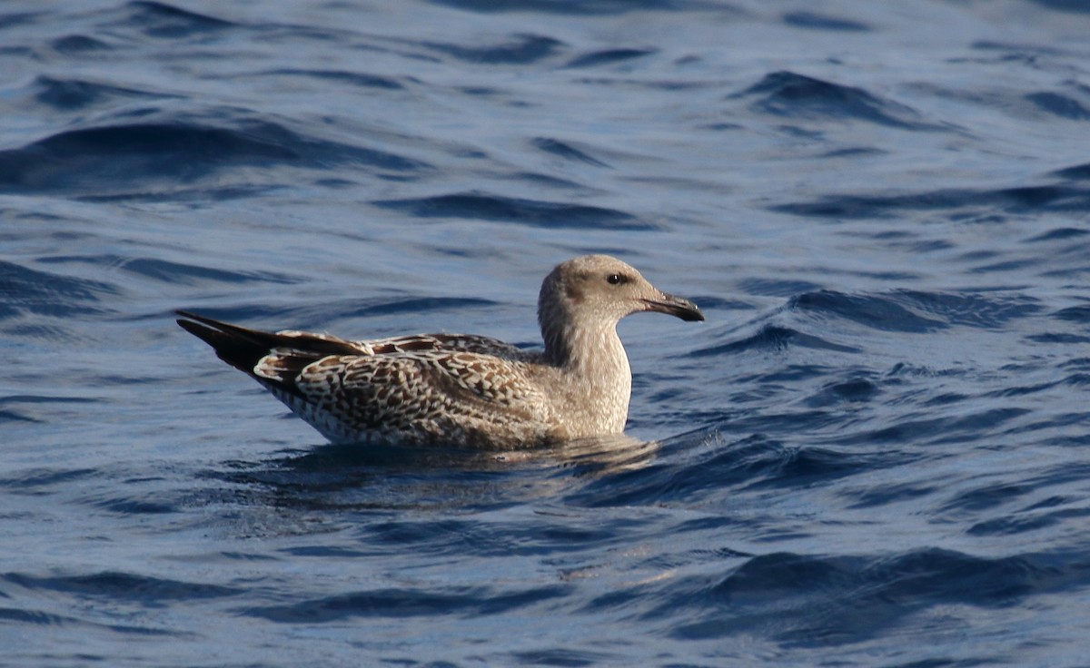 California Gull - ML111904501