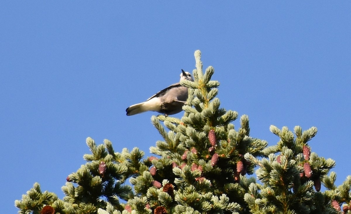 Clark's Nutcracker - ML111904511