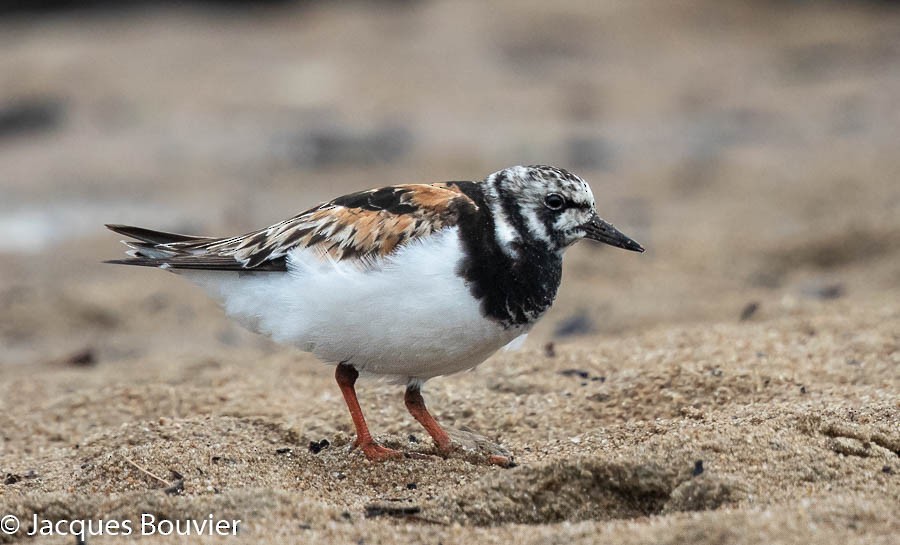 Ruddy Turnstone - ML111904801