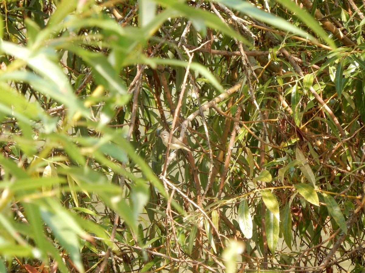 Warbling Vireo - Sage P