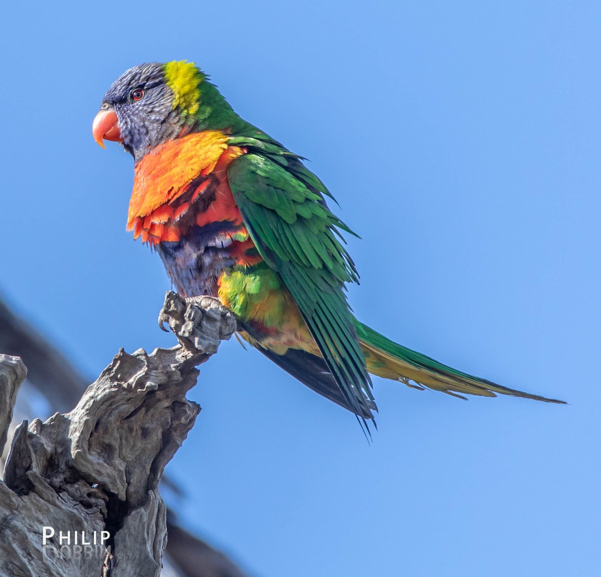 Rainbow Lorikeet - ML111905261